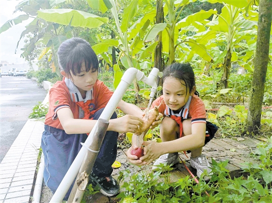 良山小學(xué)挖番薯、洗番薯，同學(xué)們忙得熱火朝天。.jpg